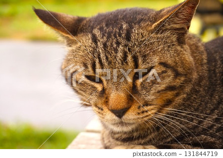 Tashiro Island, Cat Island, Island Station, Cat Tashiro Island, Cat Island, Island Station, Cat 131844719