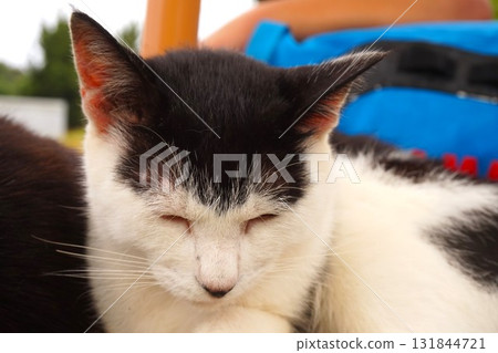 Tashiro Island, Cat Island, Island Station, Cat Tashiro Island, Cat Island, Island Station, Cat 131844721