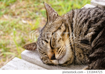 田代島、貓島、島站、貓 田代島、貓島、島站、貓 131844725