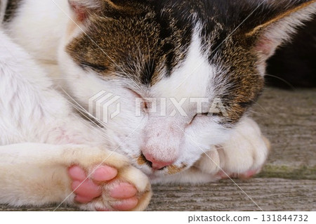 Tashiro Island, Cat Island, Island Station, Cat Tashiro Island, Cat Island, Island Station, Cat 131844732