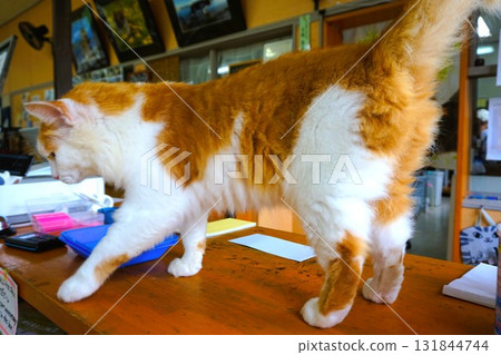 Tashiro Island, Cat Island, Island Station, Cat Tashiro Island, Cat Island, Island Station, Cat 131844744