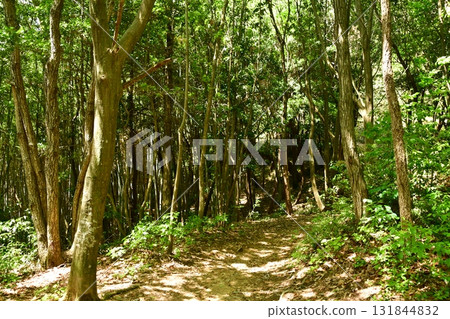 Kagamiyama Castle 37 Hiking Trail Kagamiyama Castle 37 Hiking Trail 131844832