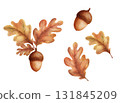 Watercolor illustration of an acorn with oak leaves 131845209