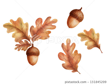 Watercolor illustration of an acorn with oak leaves Watercolor illustration of an acorn with oak leaves 131845209