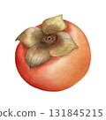 Watercolor illustration of a persimmon fruit  131845215