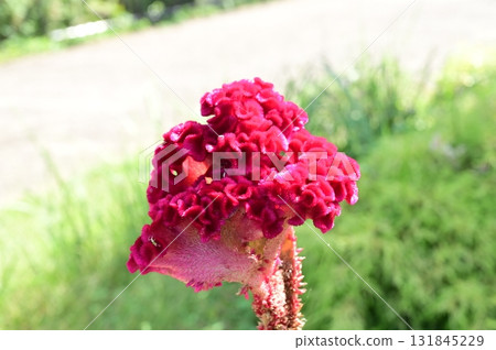 Celosia (Amaranthaceae) Celosia (Amaranthaceae) 131845229