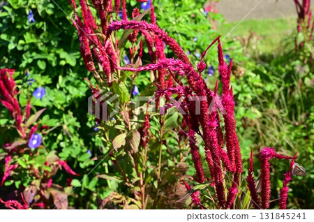 雞冠花（莧科） 131845241