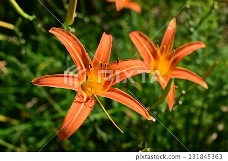 Daylilies (Hepatica) Asparagales 131845363