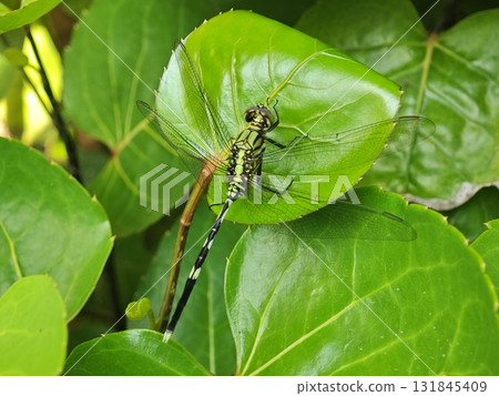 Striped Dragonfly Wings Spread on Shiny Leaf Striped Dragonfly Wings Spread on Shiny Leaf 131845409