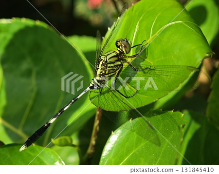 Striped Dragonfly Resting on Large Green Leaf Striped Dragonfly Resting on Large Green Leaf 131845410