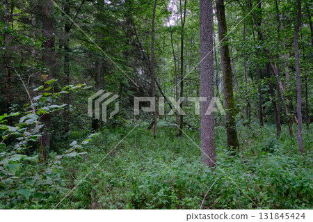 Late summer rich deciduous stand with old trees and lush foliage 131845424