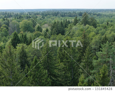 Polish part of Bialowieza Forest in full autumnal sun 131845428