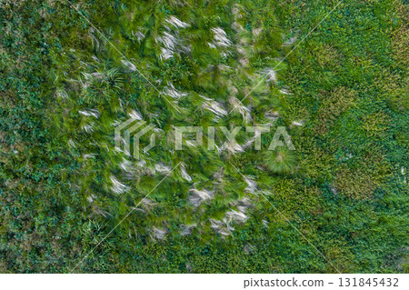 Green marsh grass top view in autumn 131845432