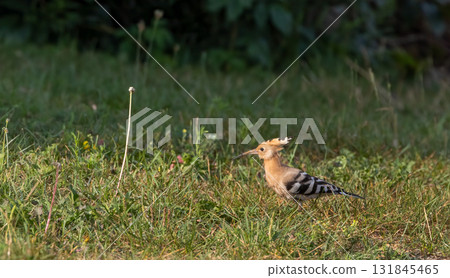 Hoopoe (Upupa epops) in backyard grass 131845465