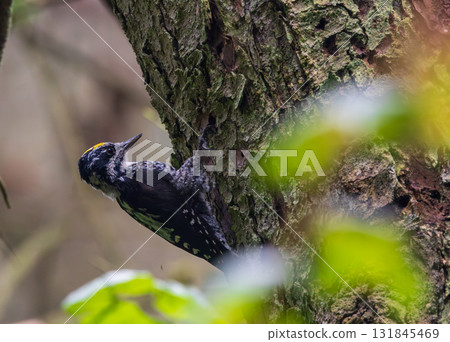 Eurasian Three-toed woodpecker (Picoides tridactylus) close up Eurasian Three-toed woodpecker (Picoides tridactylus) close up 131845469