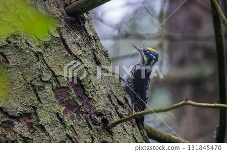 Eurasian Three-toed woodpecker (Picoides tridactylus) close up 131845470