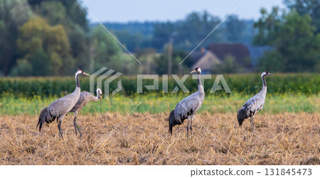Cranes(Grus grus) in summertime sunset light Cranes(Grus grus) in summertime sunset light 131845473