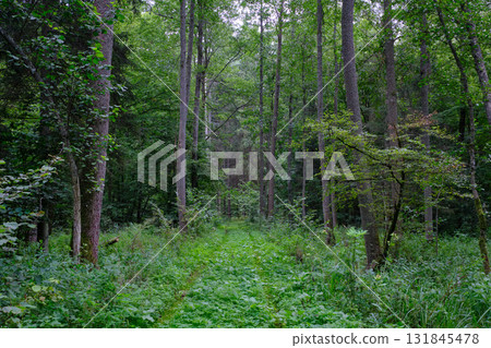 Late summer rich deciduous stand with old trees and lush foliage Late summer rich deciduous stand with old trees and lush foliage 131845478