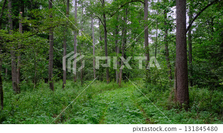 Late summer rich deciduous stand with old trees and lush foliage Late summer rich deciduous stand with old trees and lush foliage 131845480
