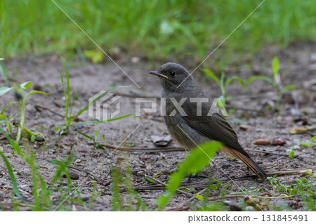 Juvenile Black Redstart(Phoenicurus ochruros) against dark background Juvenile Black Redstart(Phoenicurus ochruros) against dark background 131845491