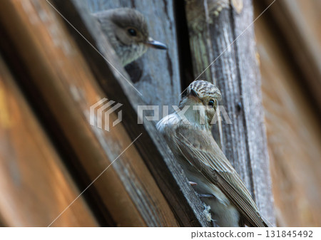 Spotted Flycatcher (Muscicapa striata) on wooden part of building Spotted Flycatcher (Muscicapa striata) on wooden part of building 131845492