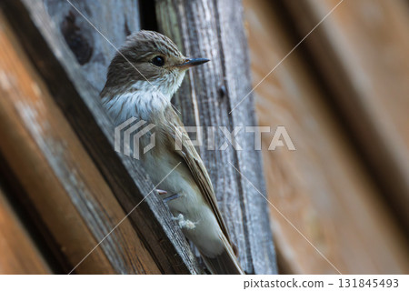 Spotted Flycatcher (Muscicapa striata) on wooden part of building Spotted Flycatcher (Muscicapa striata) on wooden part of building 131845493