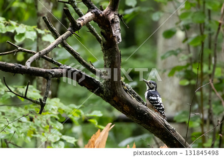 Wwhite-backed woodpecker (Dendrocopos leucotos) in fall 131845498