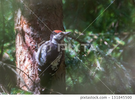 Middle spotted woodpecker (Leiopicus medius) male Middle spotted woodpecker (Leiopicus medius) male 131845500