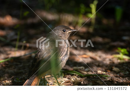 Juvenile Black Redstart(Phoenicurus ochruros) against dark background Juvenile Black Redstart(Phoenicurus ochruros) against dark background 131845572