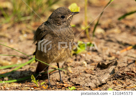Juvenile Redstart(Phoenicurus phoenicurus) against fuzzy background Juvenile Redstart(Phoenicurus phoenicurus) against fuzzy background 131845573