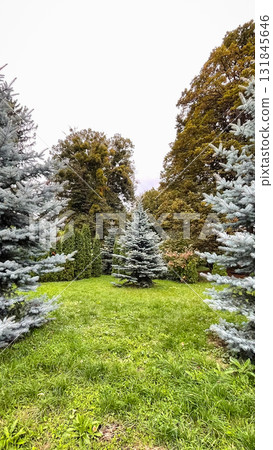 A vibrant blue spruce stands centered in a grassy park surrounded by diverse green autumn trees A vibrant blue spruce stands centered in a grassy park surrounded by diverse green autumn trees 131845646