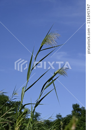 蘆葦在藍天的襯托下閃閃發光 蘆葦在藍天的襯托下閃閃發光 131845747