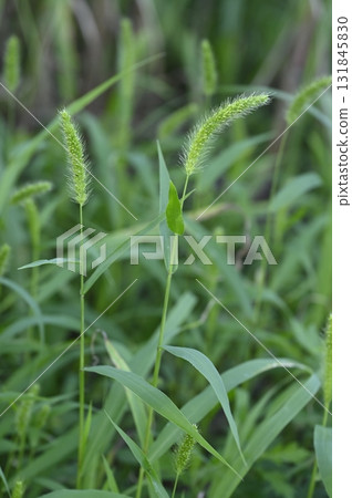 Ear of Enokologsa Ear of Enokologsa 131845830