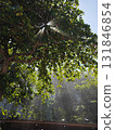 The Tropical jungle with river and sun beam and foggy in the garden 131846854