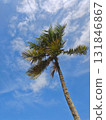 Palm tree branch against the blue sunset sky 131846867