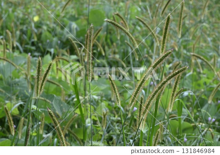 Golden foxglove growing in the grassland Golden foxglove growing in the grassland 131846984