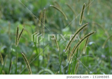 Golden foxglove growing in the grassland Golden foxglove growing in the grassland 131846985