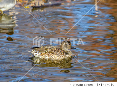 Female teal swimming in the pond 131847019