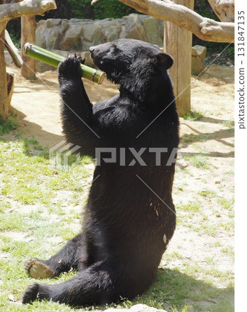 亞洲黑熊 131847135