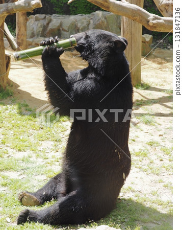 Asian black bears Asian black bears 131847136