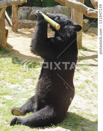 亞洲黑熊 亞洲黑熊 131847139
