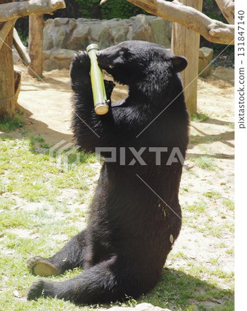 Asian black bears 131847140
