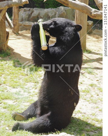 Asian black bears 131847141