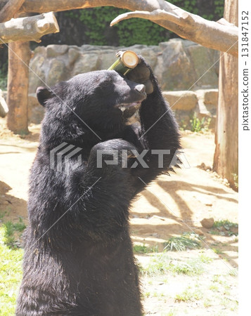 Asian black bears 131847152