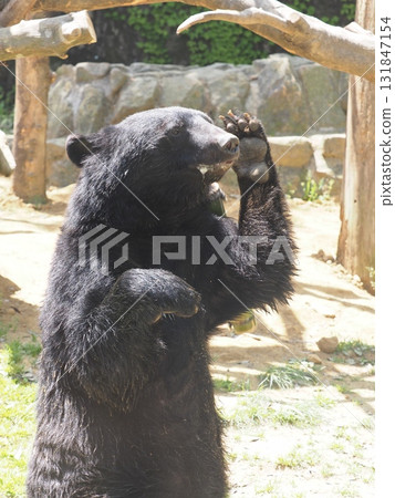 Asian black bears 131847154