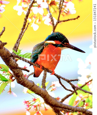 春天的櫻花和翠鳥 春天的櫻花和翠鳥 131847241
