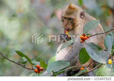 The wild monkey eat food on tree in thailand 131847325