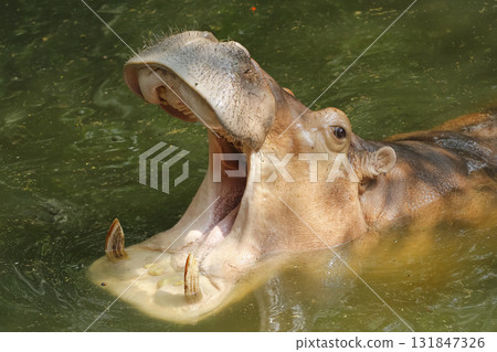 The hippopotamus In the river at national park 131847326
