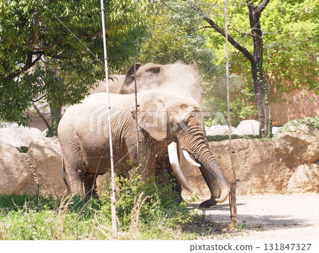 Elephant sand bathing Elephant sand bathing 131847327