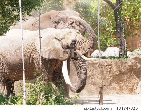 大象沙浴 131847329